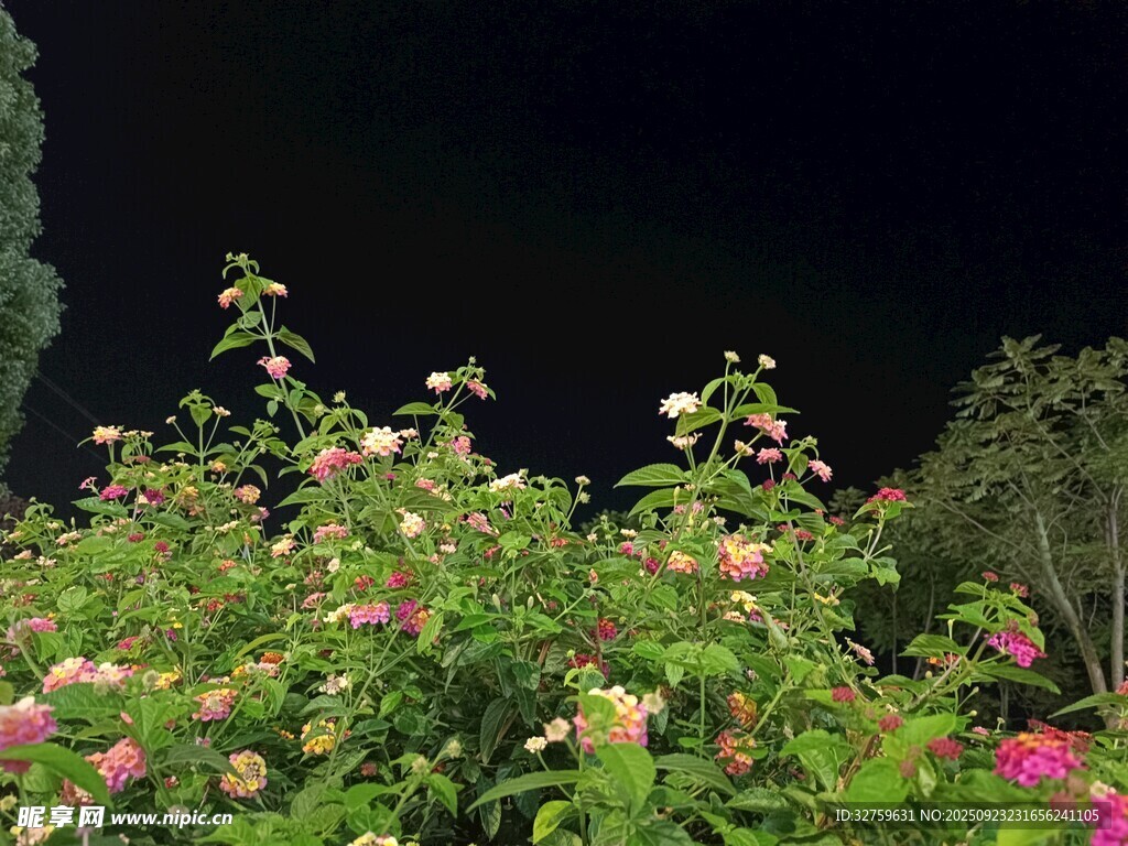 夜下繁花綻放
