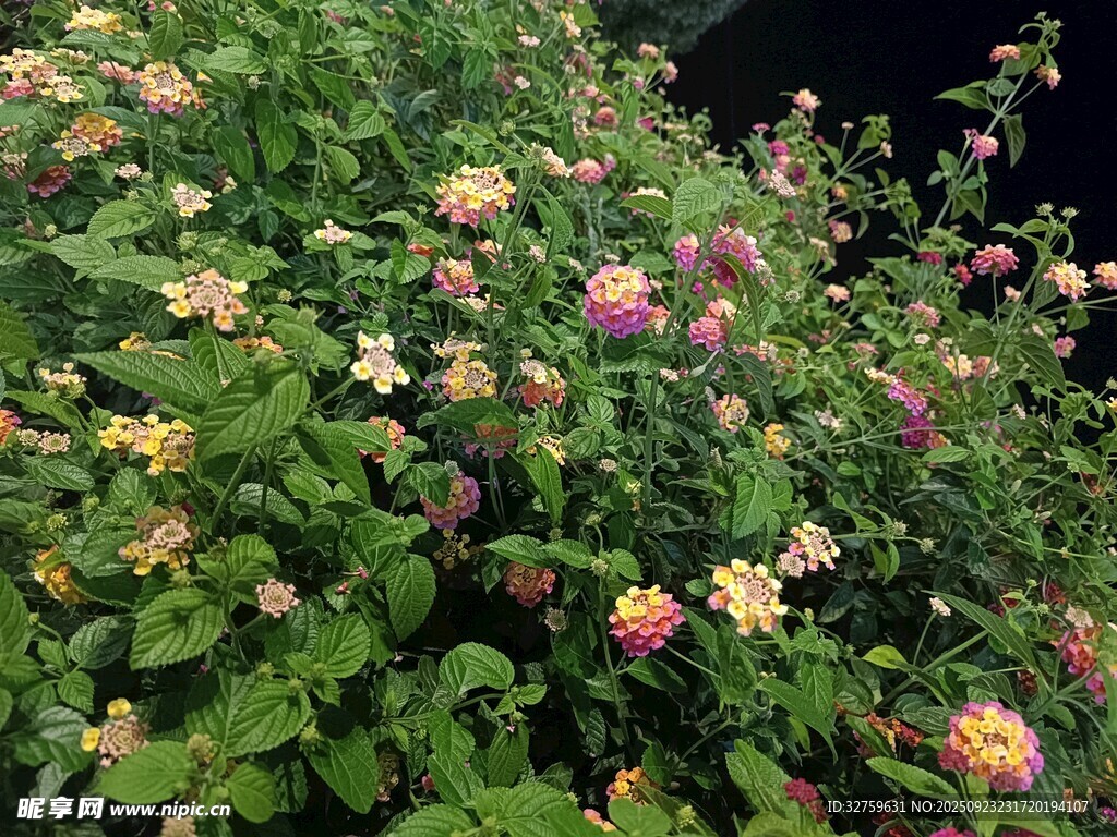 多彩錦帶花綻放美景