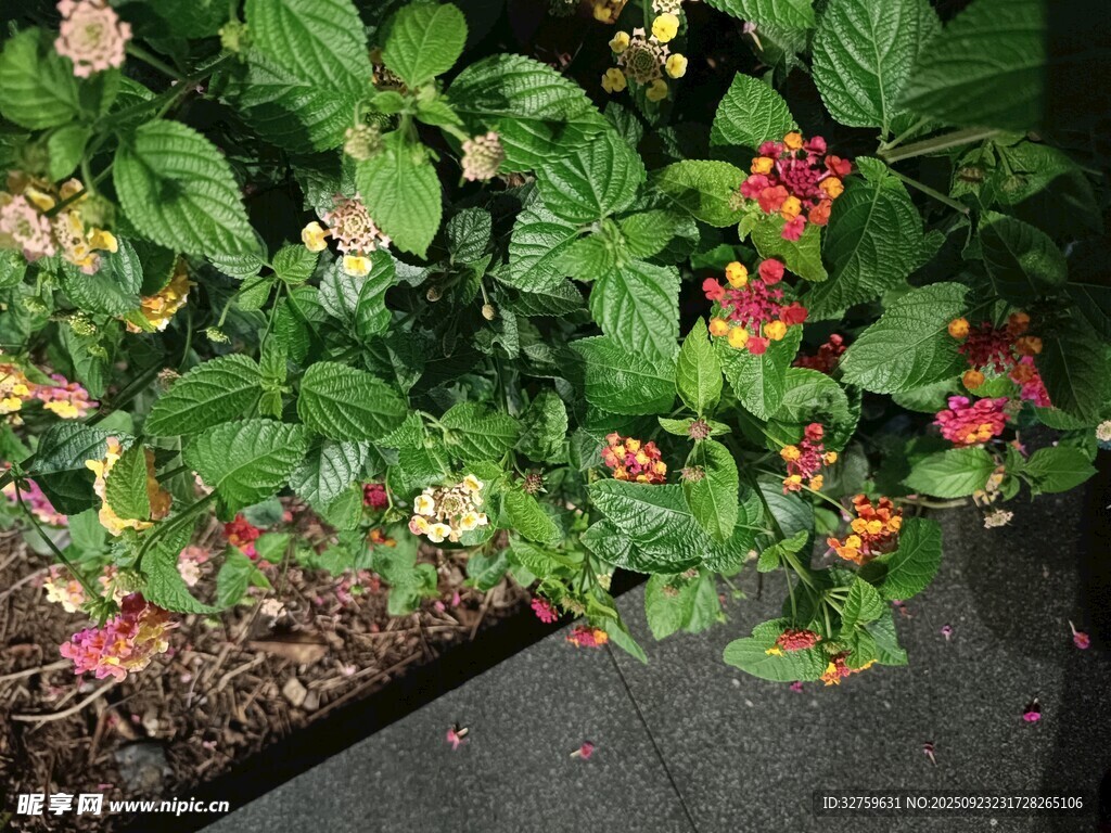 多彩花卉綻放于綠植間