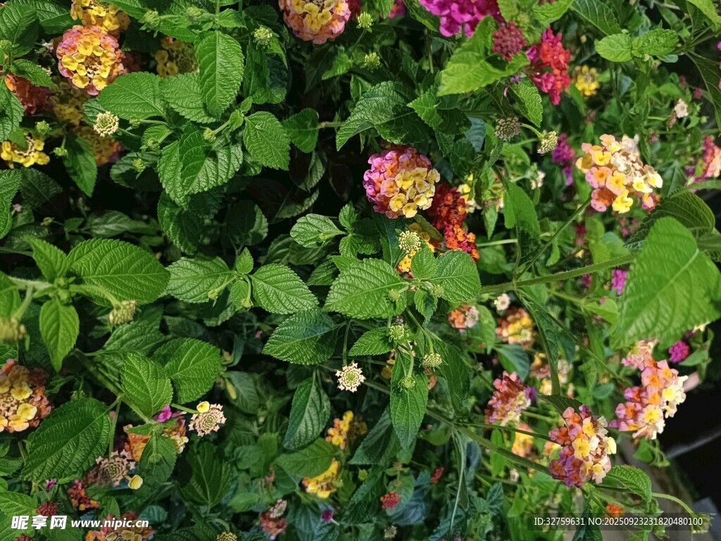 多彩花卉綻放綠意間