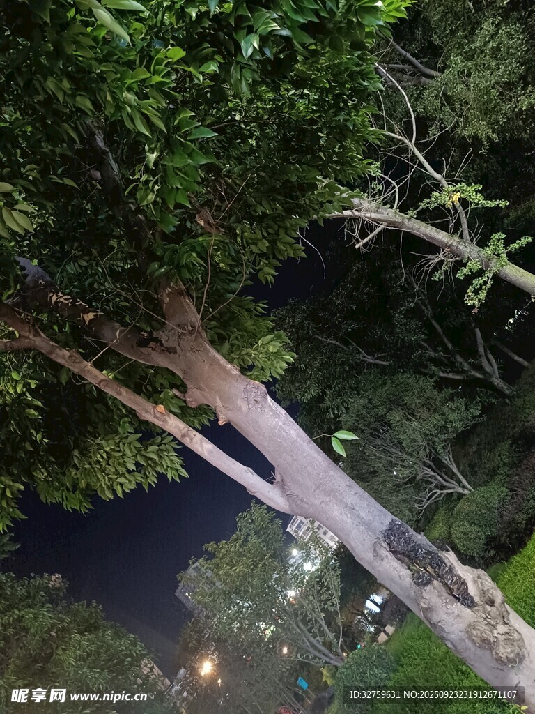 林間樹干與夜空的靜謐景象