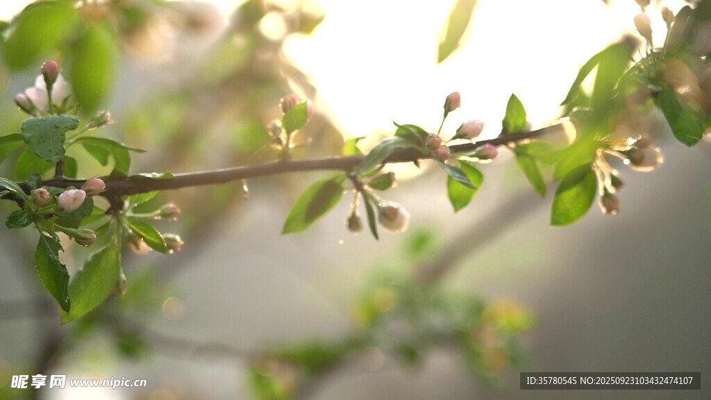 杏花特寫視頻素材