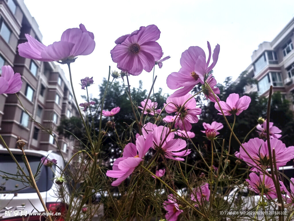 街頭綻放的美麗粉色花朵