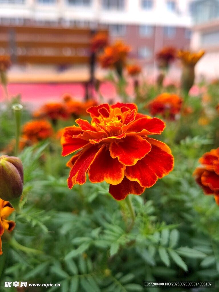 鮮艷萬壽菊綻放綠意間