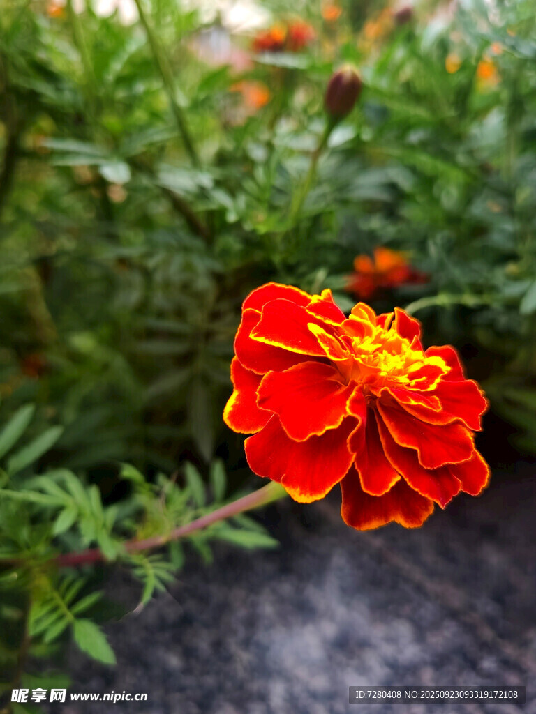 鮮艷萬壽菊綻放綠葉間