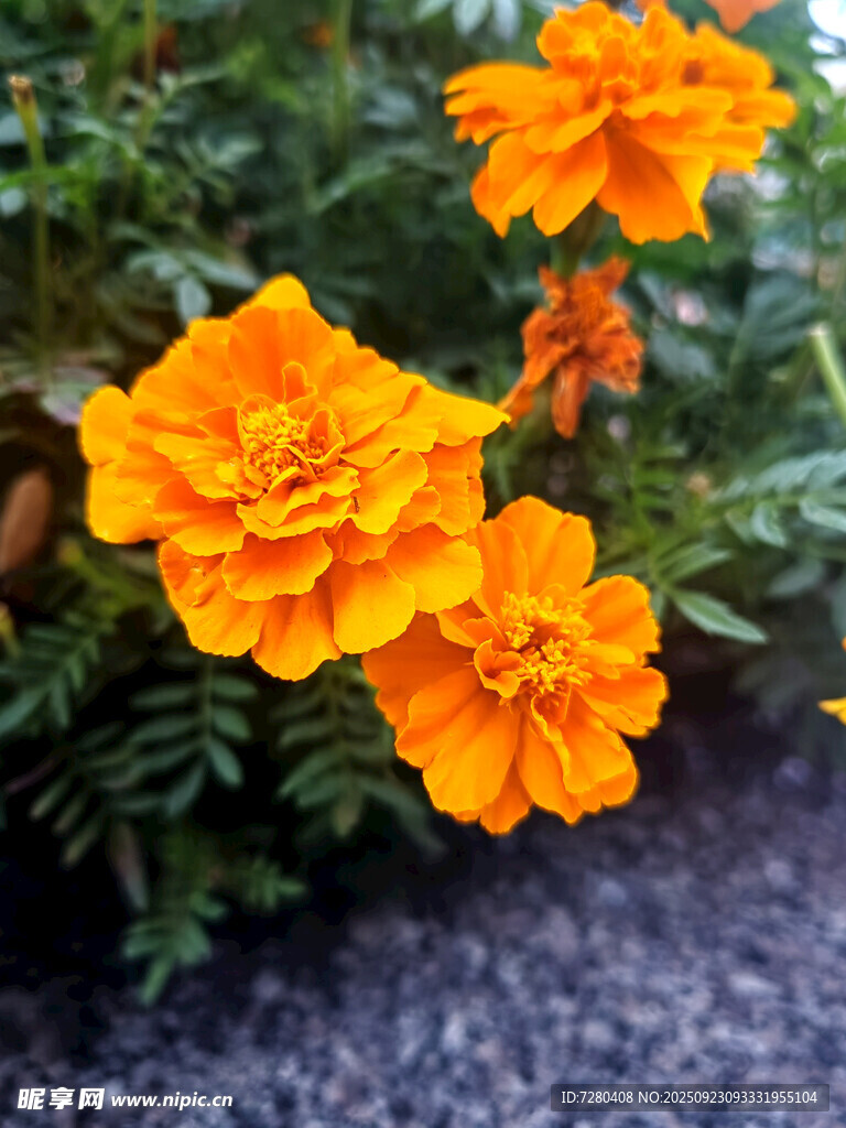 鮮艷橘色萬壽菊綻放