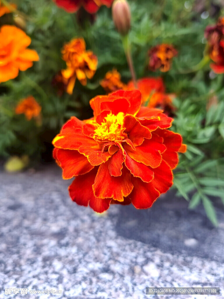 鮮艷橘紅色萬壽菊特寫