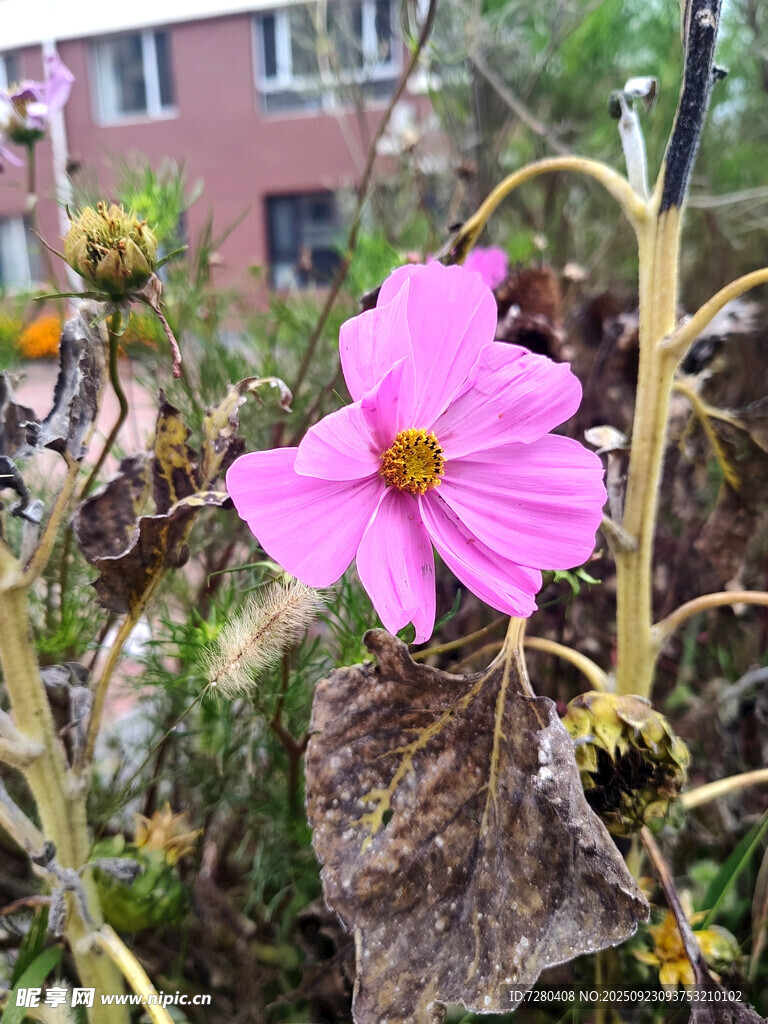 獨(dú)朵綻放的嬌艷粉色花朵