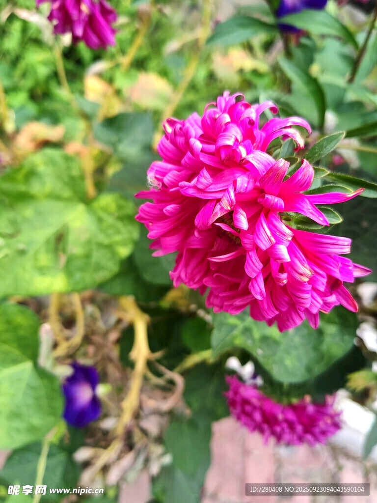 嬌艷粉色花卉特寫
