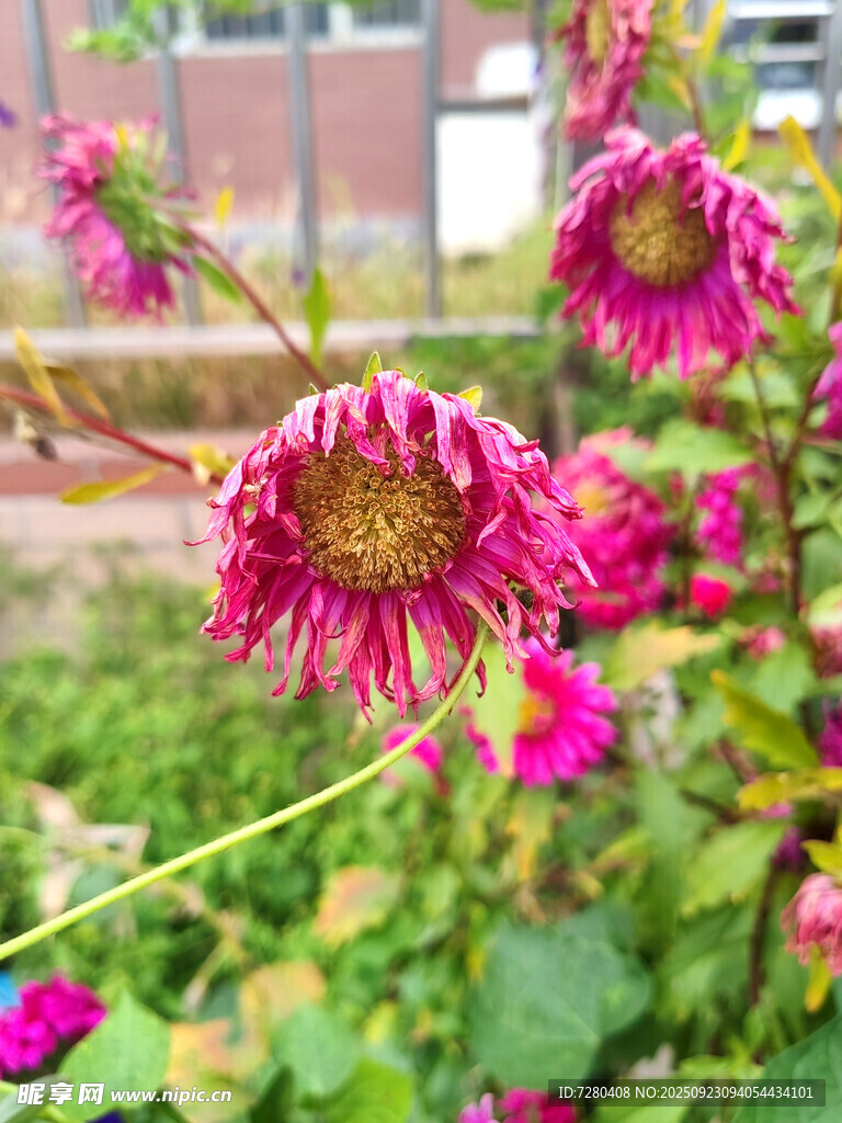 嬌艷綻放的多彩菊花