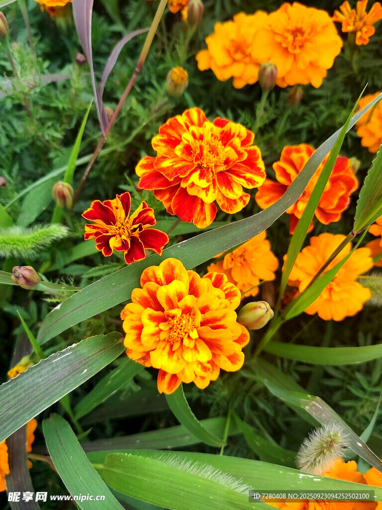 鮮艷萬(wàn)壽菊綻放于綠葉間