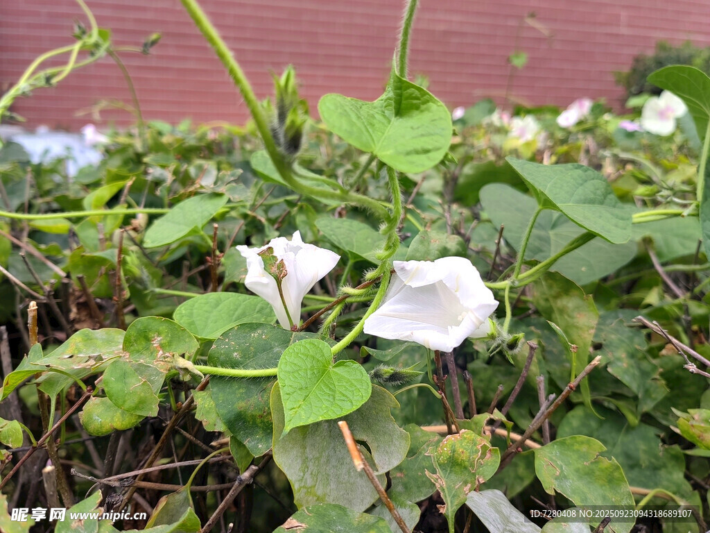 白色牽?；ㄅc綠葉植物