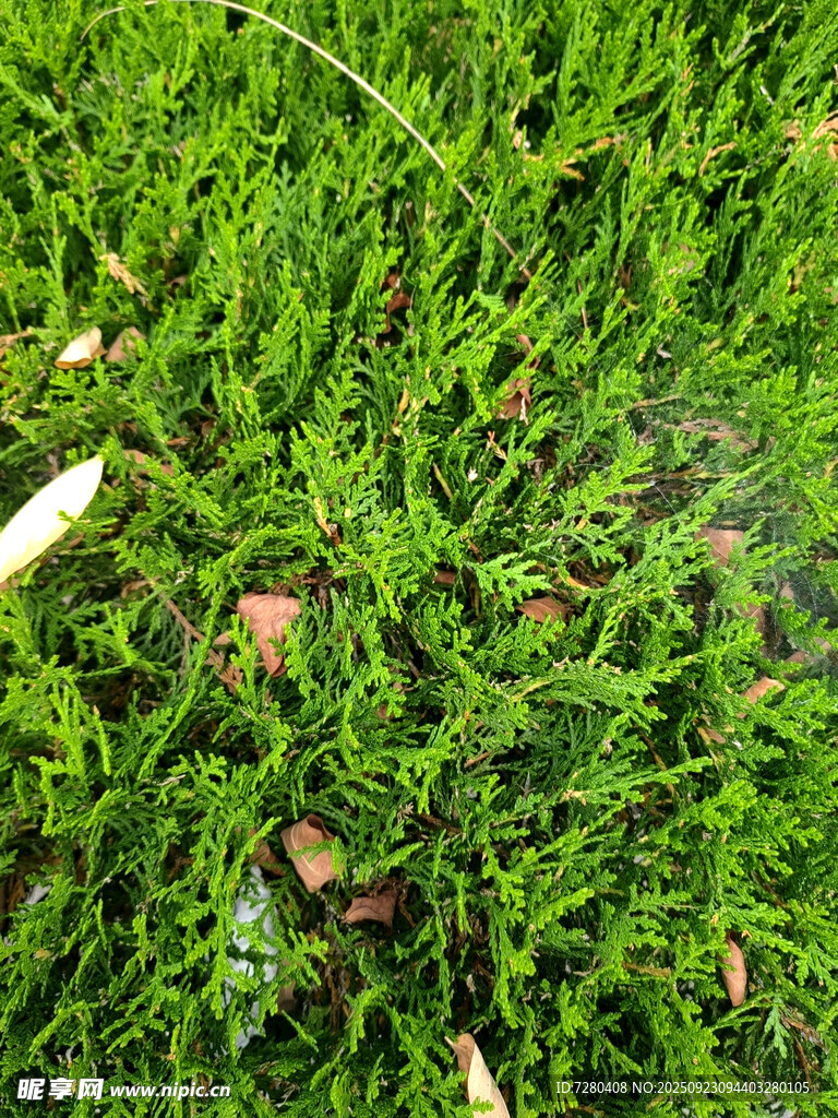 翠綠苔蘚近景特寫