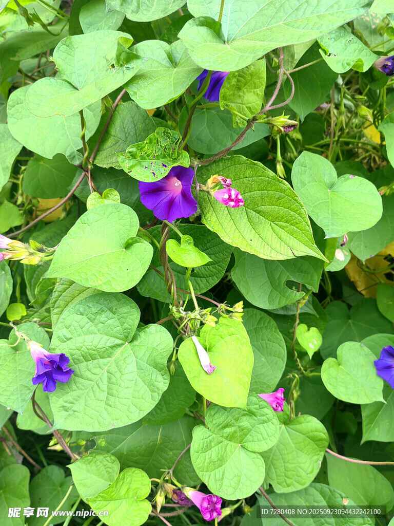 綠葉間綻放的紫色小花