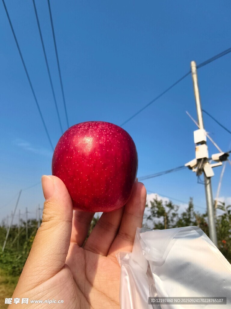 手捧鮮紅蘋果于戶外