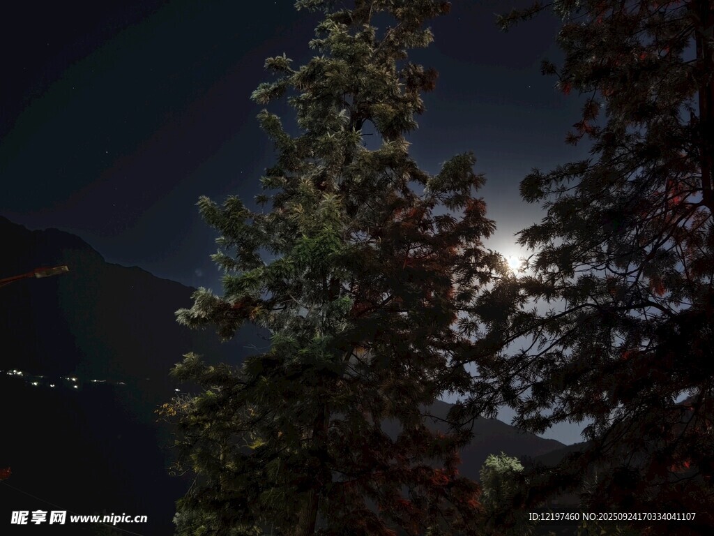 月夜下的樹木剪影