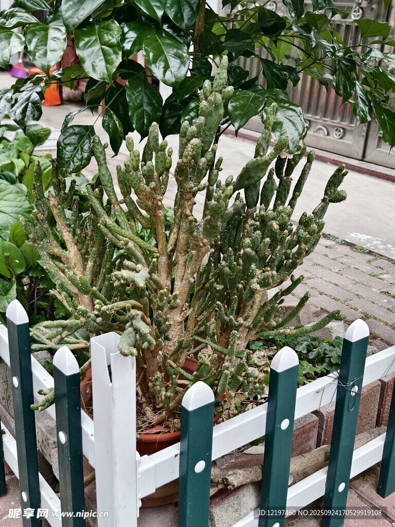 圍欄中的帶刺綠植