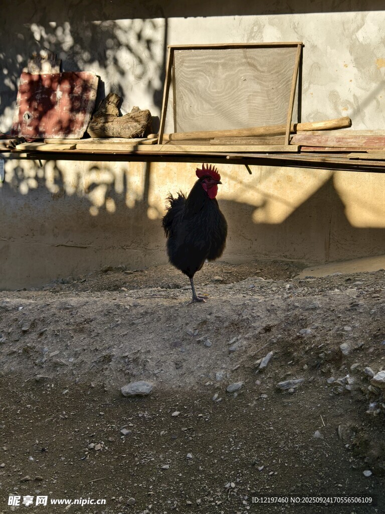庭院中踱步的紅冠公雞