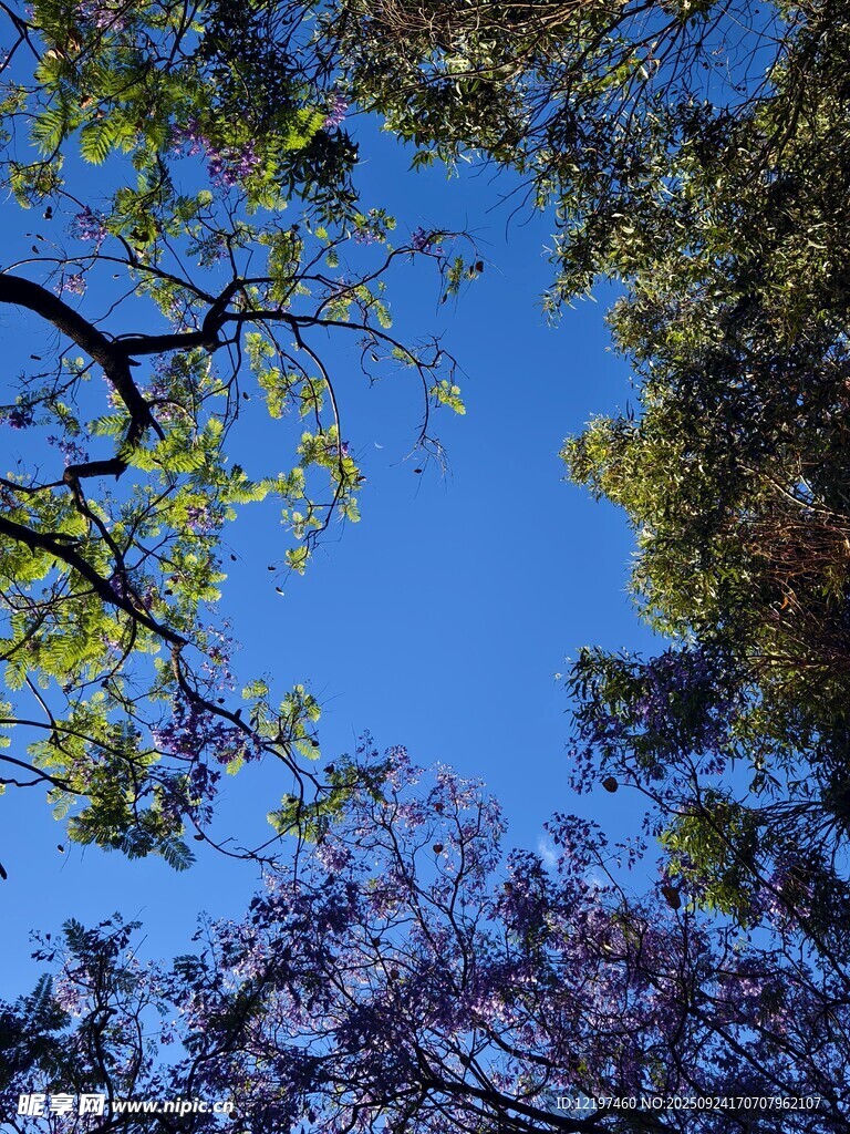 仰望藍天與繁茂樹枝