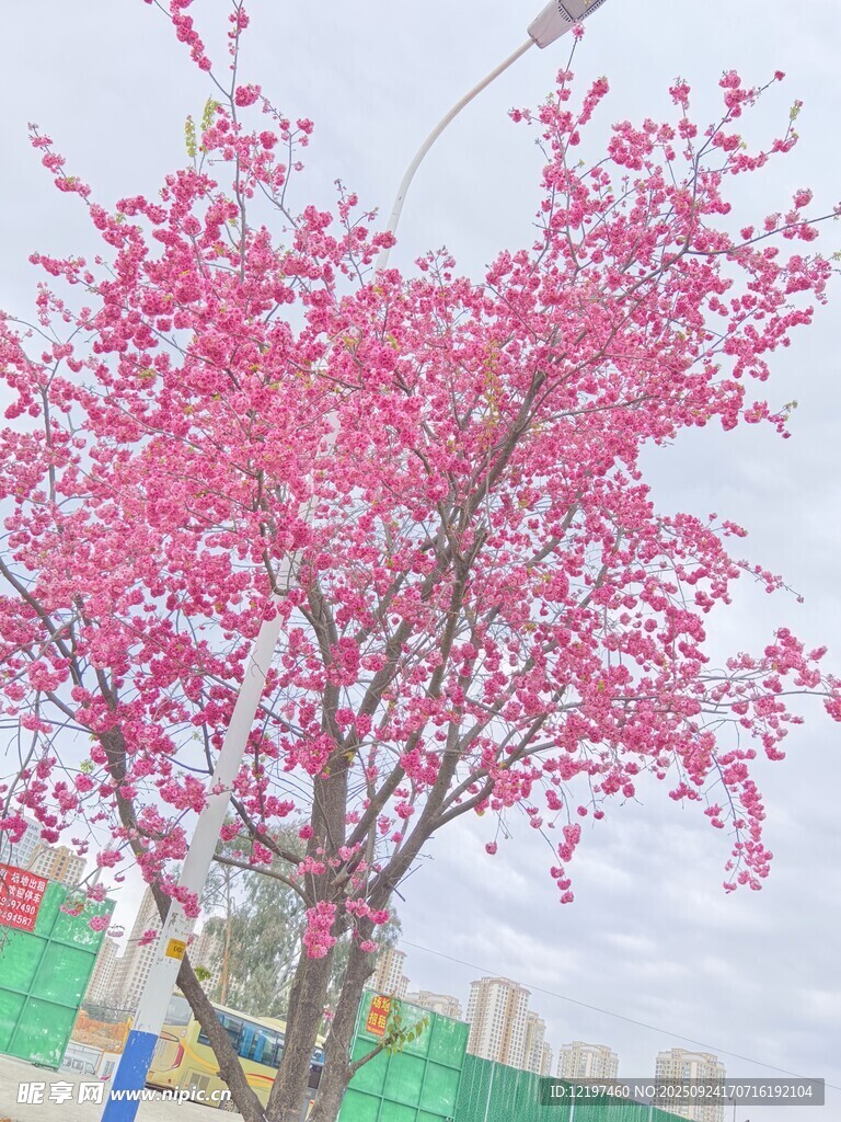 盛開的粉色繁花樹