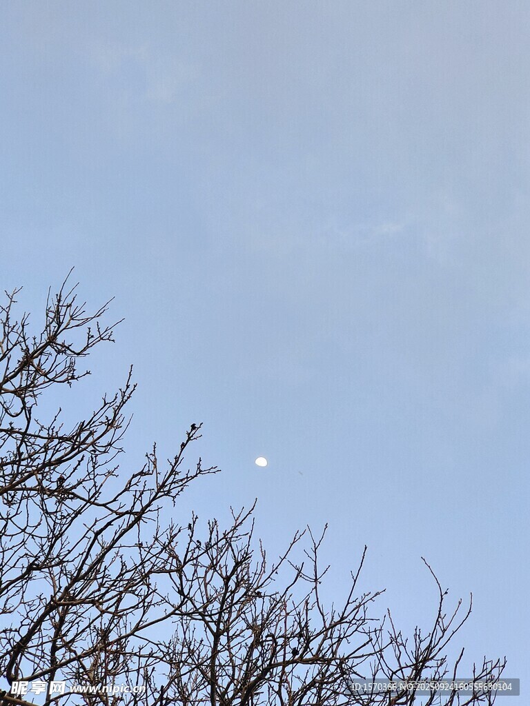 枝頭之上的朦朧彎月