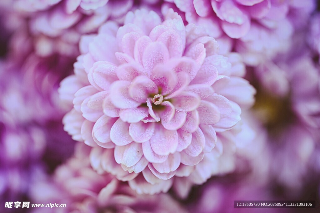 粉色繁花中的蜜蜂