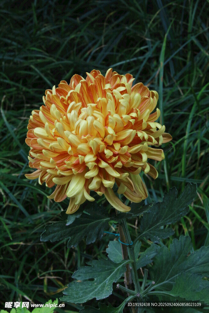 菊花 