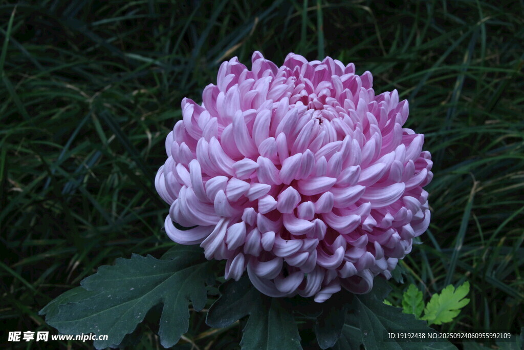 菊花 
