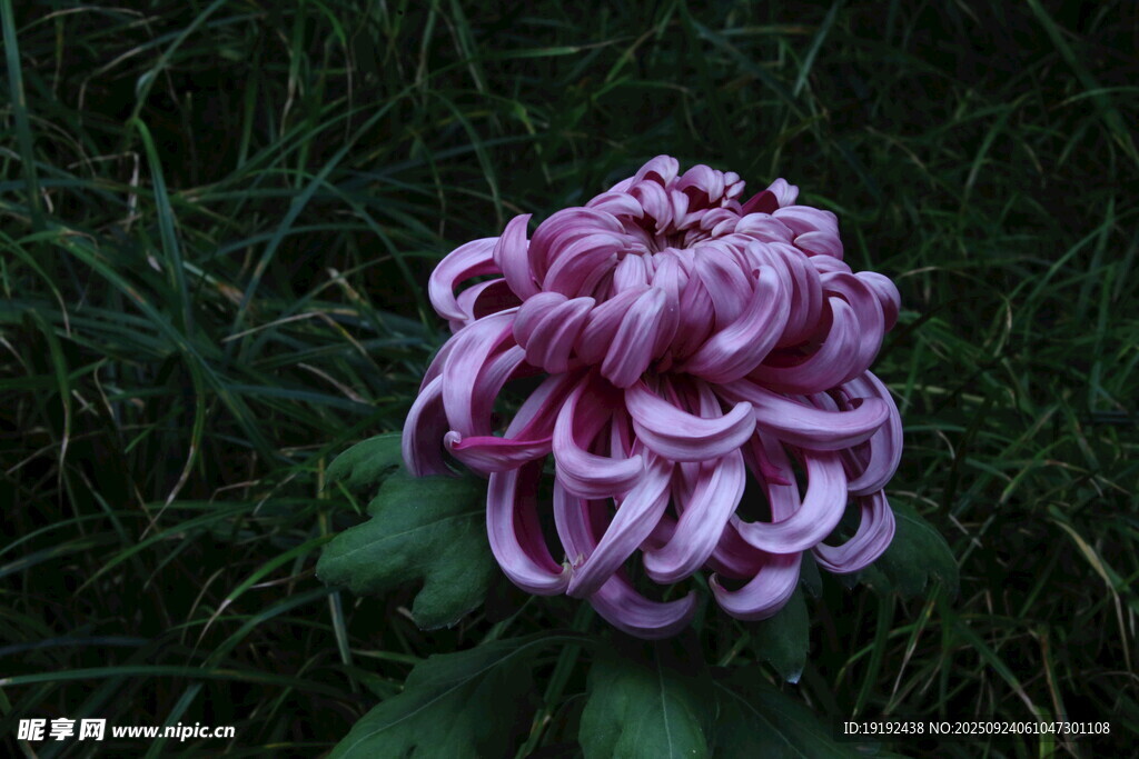 菊花  