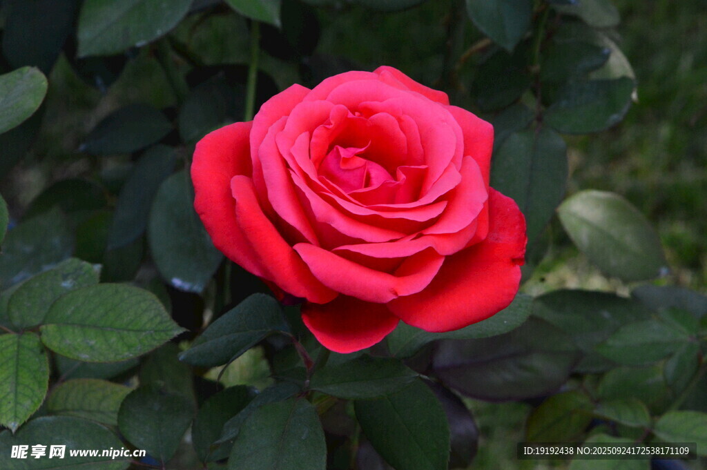 月季花  