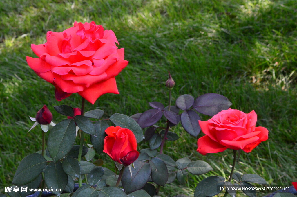 月季花  