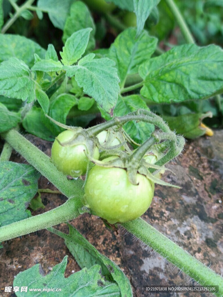 青嫩番茄掛于翠綠植株上