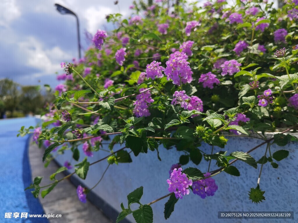河畔盛放的紫花綠植