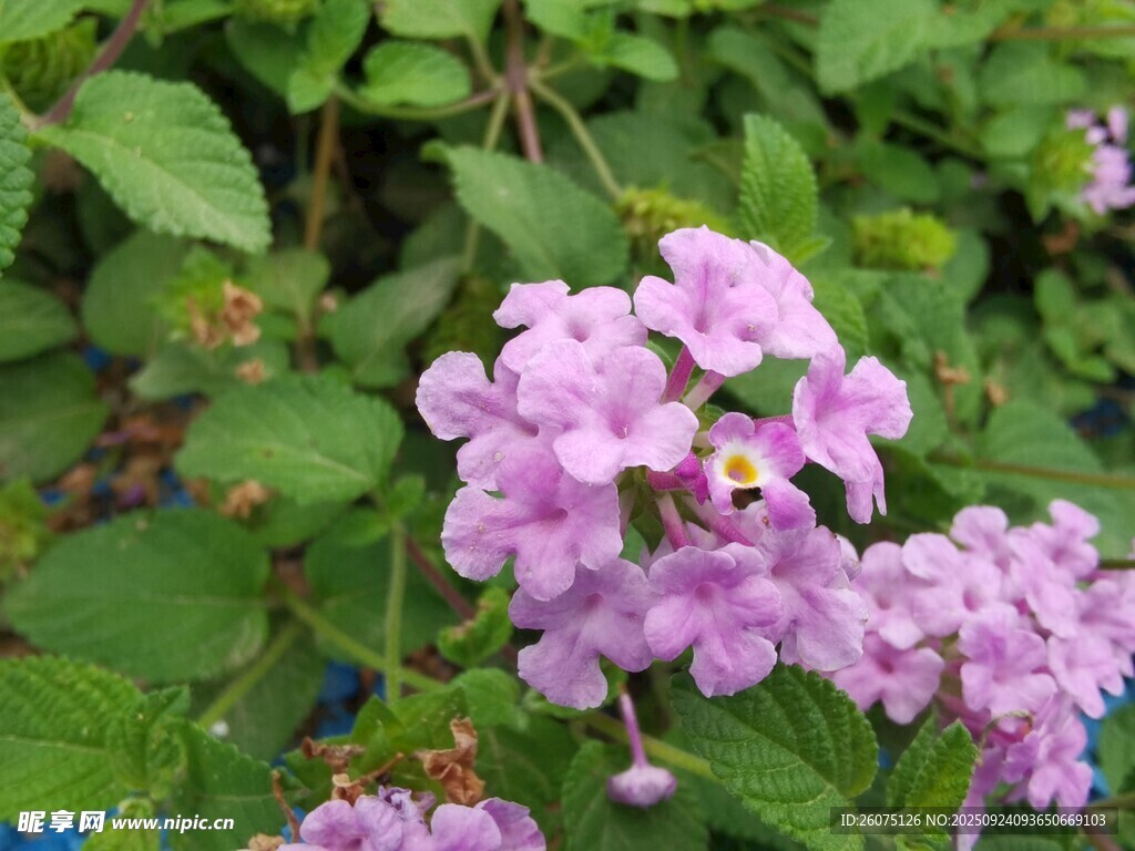 淡紫色小花綻放綠葉間