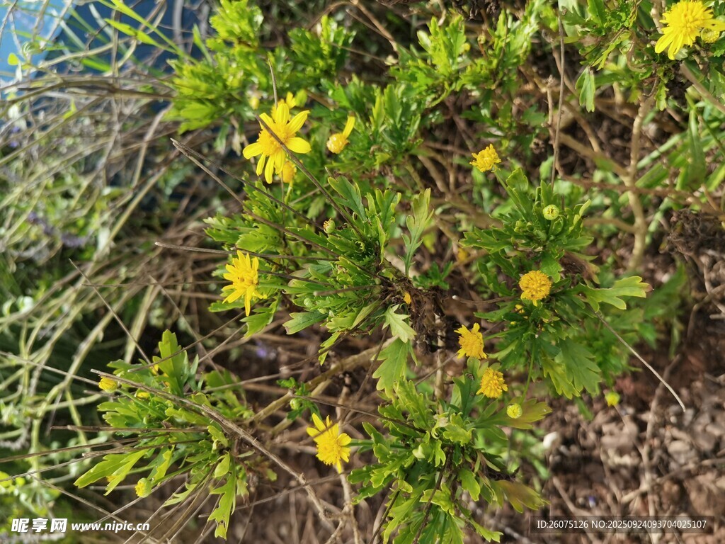 黃色小花的蓬勃綠植