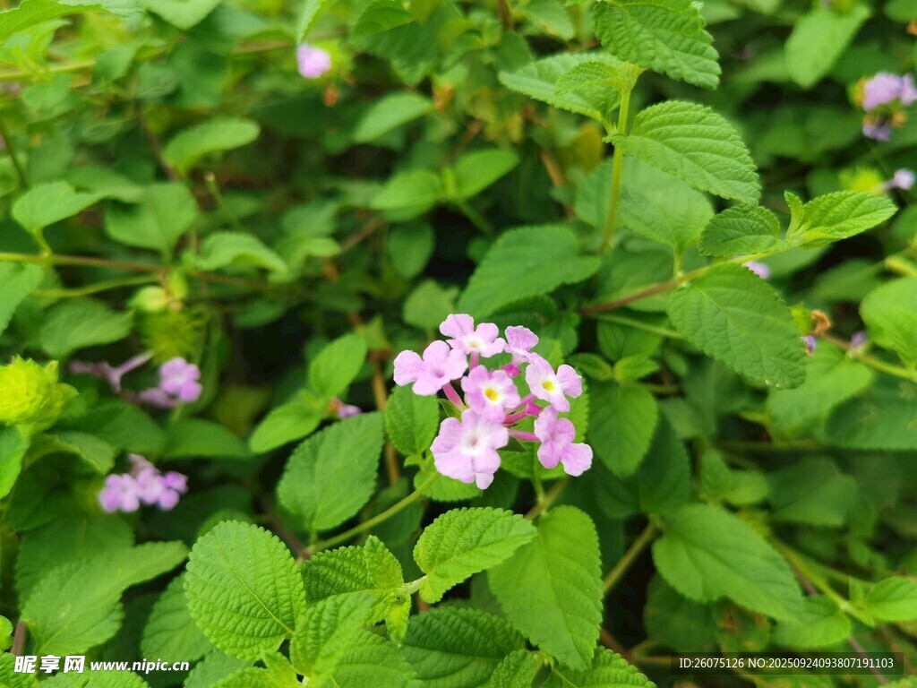 綠葉叢中的粉紫色小花