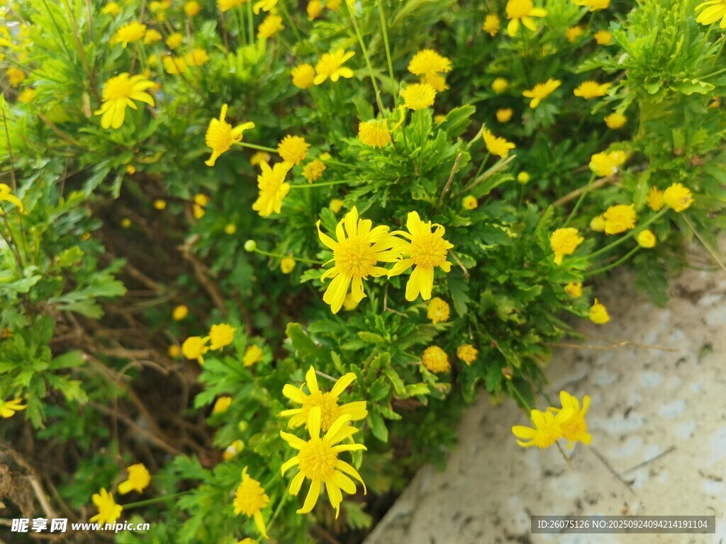黃色小花綻放于綠植間