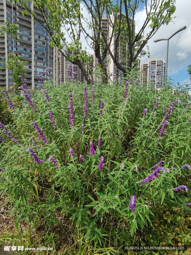 城市中綻放的紫色花卉景觀