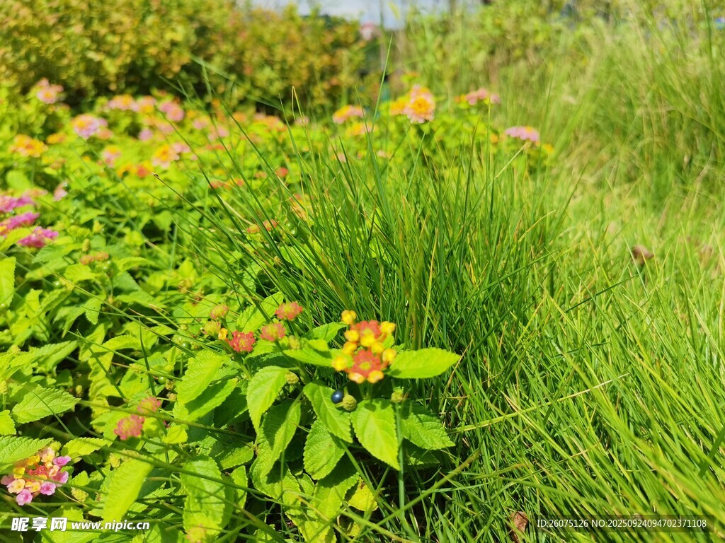 夏日繁茂花草景觀