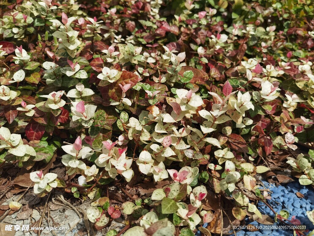 多彩花卉植物景觀