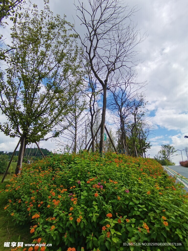 戶外綠植與光禿樹木景觀
