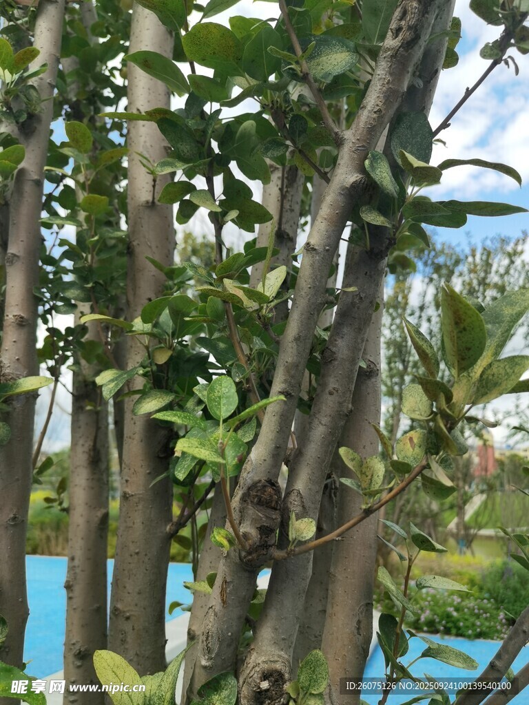 繁茂樹(shù)木與背后藍(lán)色景致