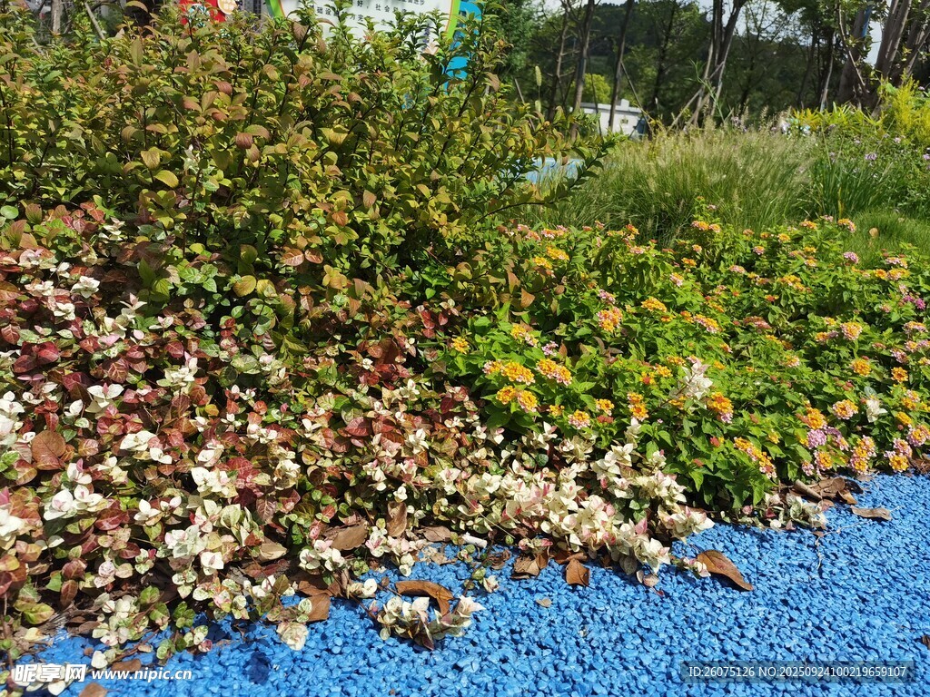 藍(lán)色地面旁的多彩植物景觀