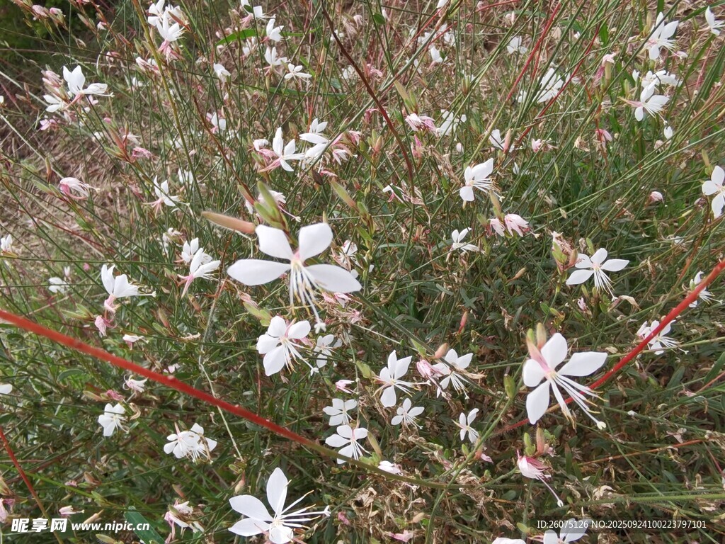 草地上的白色小花綻放