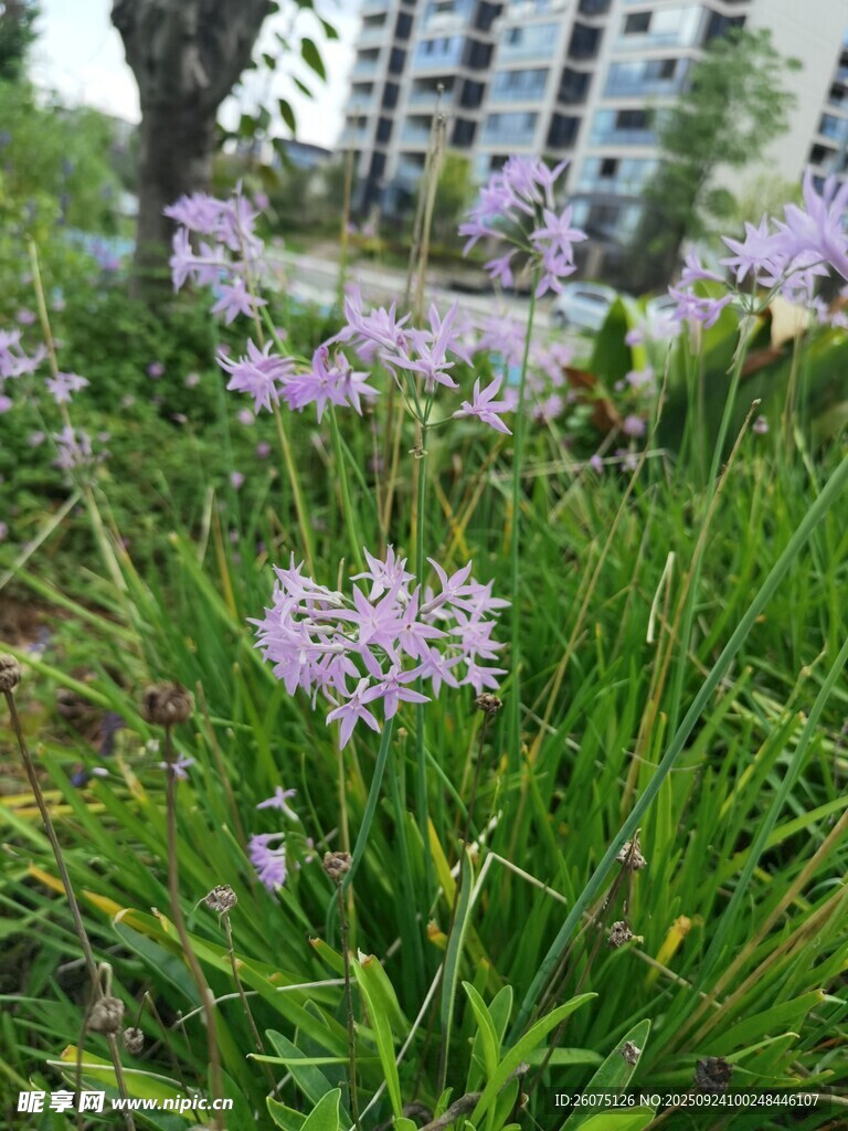 草叢中的紫色小花綻放