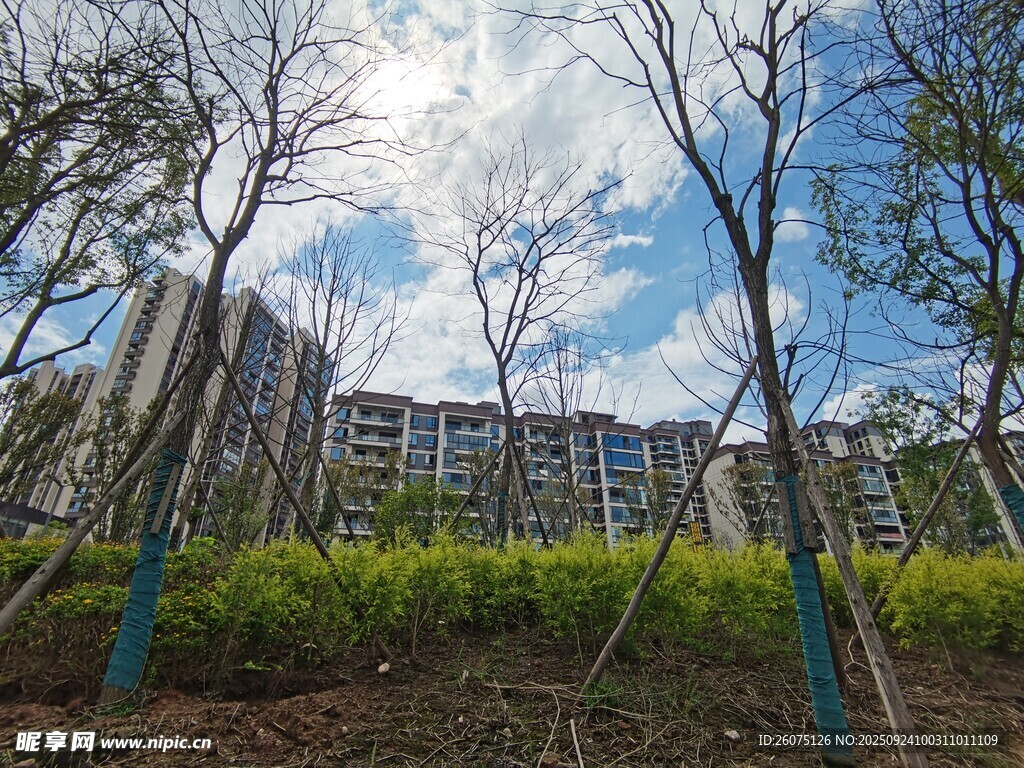 小區(qū)旁樹木與藍天景致