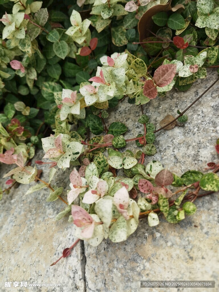 粉色葉片植物特寫