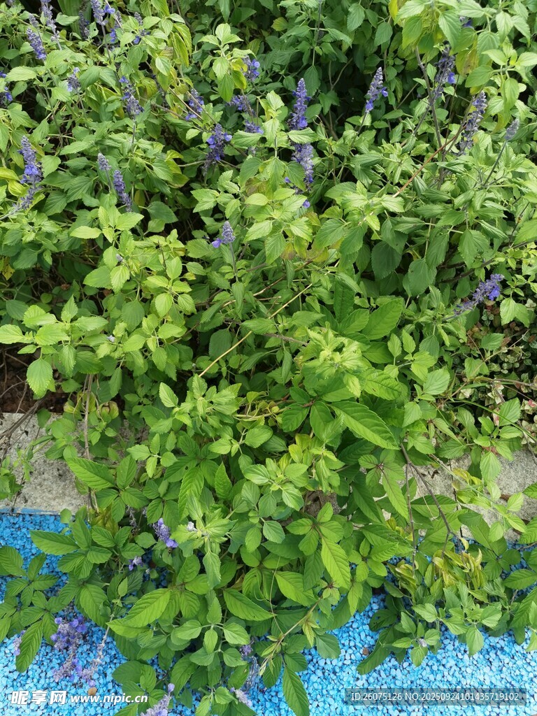 池邊繁茂綠植生機盎然