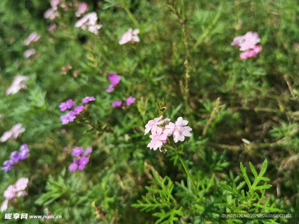 草叢中的繽紛小花