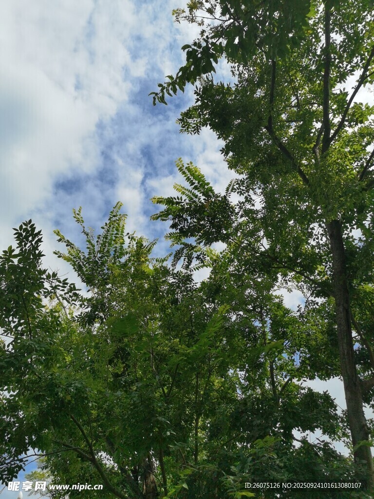 仰視蔥郁樹木與藍(lán)天白云